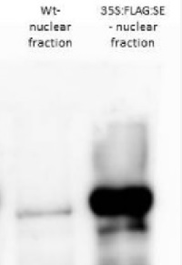 SE | Serrate RNA effector molecule (rabbit antibody) in the group Antibodies Plant/Algal / DNA/RNA/Cell Cycle / plant RNA at Agrisera AB (Antibodies for research) (AS09 532A)